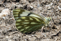 Pontia callidice-9824 - Col de l'Izoard - 27/06/25