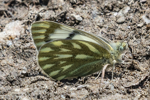 Pontia callidice-9824 - Col de l'Izoard - 27/06/25