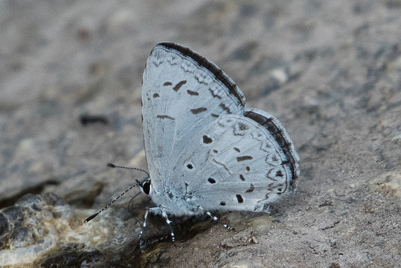Celatoxia marginata-2129 Doi-Suthep 8/03/23
