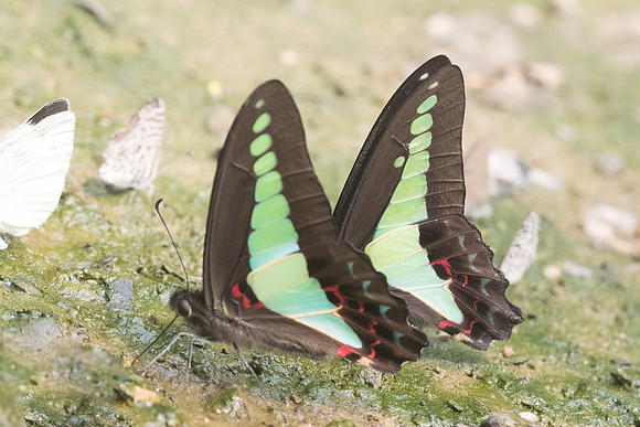 Graphium sarpedon sarpedon-0001 - Chiang Dao  - 11/03/23