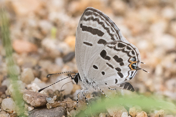 Tongeia potanini umbriel-2542- Chiang Dao  - 11/03/23