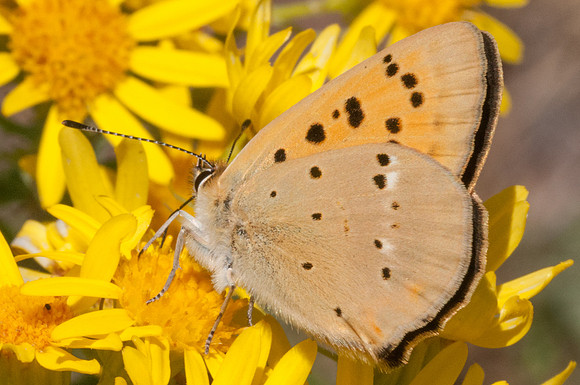 Lycaena virgaureae meigi-6