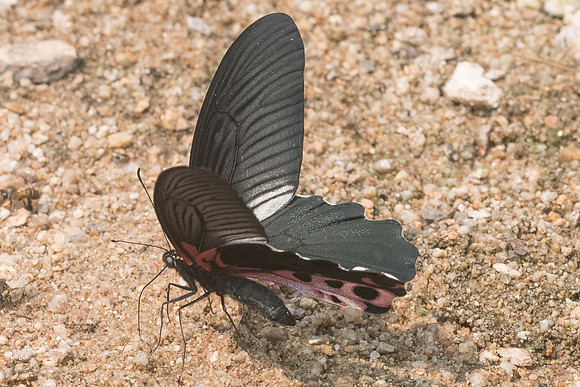 Papilio alcmenor-0303 - Chiang Dao - 11/03/23