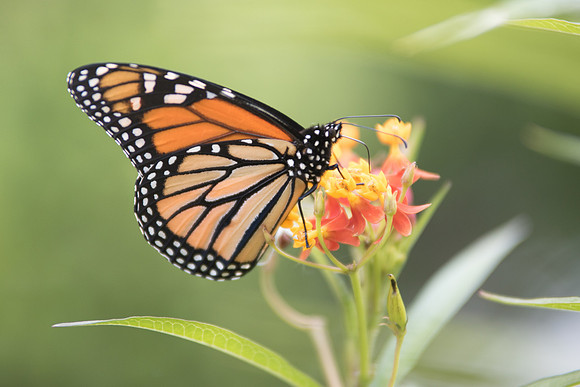 Danaus plexippus - Monarque