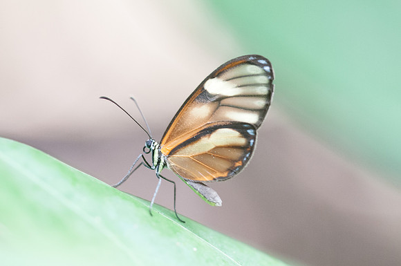 Pteronymia aletta