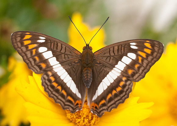 Adelpha alala mesa de los santos 29/07/15