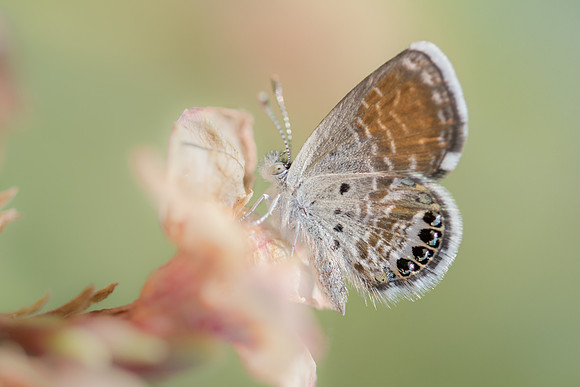 Brephidium exilis 24102017-DSC_6739