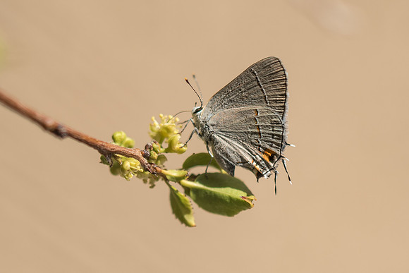 Strymon melinus