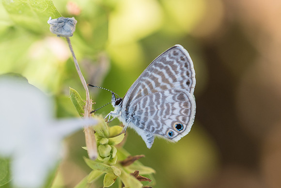 Leptotes marina 21102017-DSC_5802 Yosemite