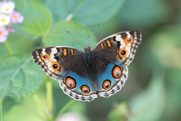 Junonia orithya