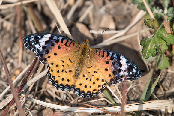 Argymnis hyperbius