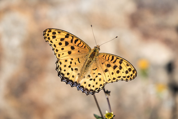 Argynnis hyperbius-Okayama - 24/11/18