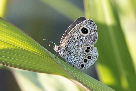 Ypthima argus