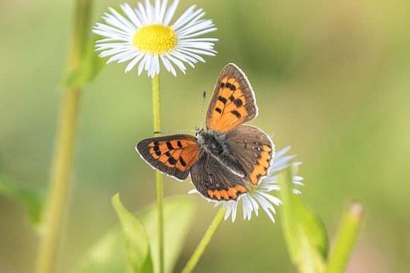 Lycaena phlaeas
