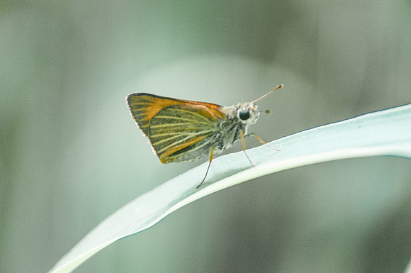 Chorantus radians
