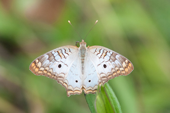 anartia jatrophae
