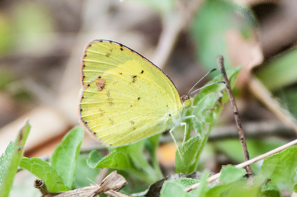pyrisitia lisa euterpe