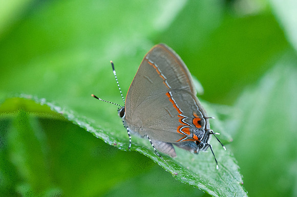 Calycopis isobeon - 1/08/15