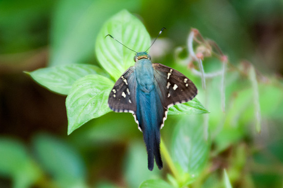 Urbanus sp