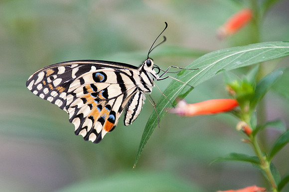 papilio demoleus