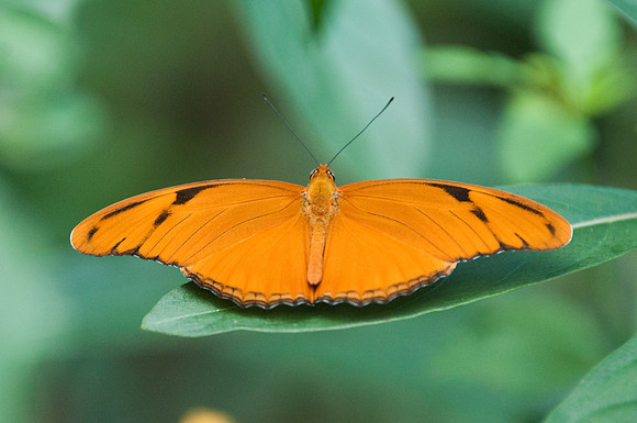 Dryas iulia