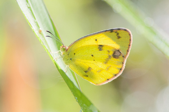 Eurema lisa