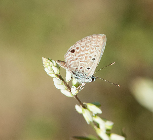 Hemiargus ceraunus
