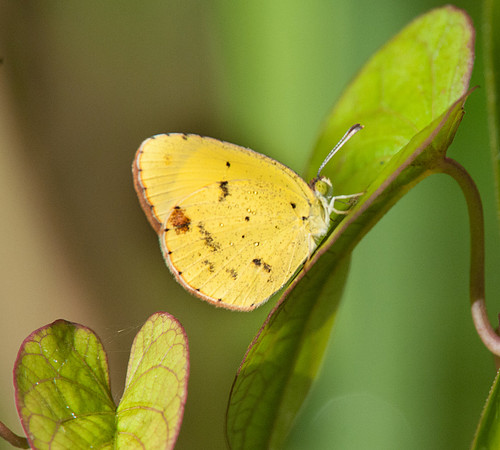 Eurema lisa