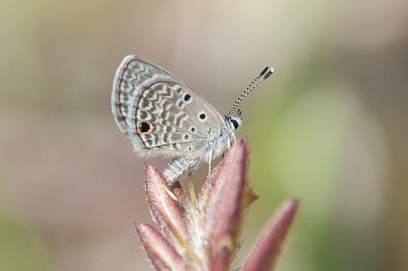 Hemiargus ceraunus