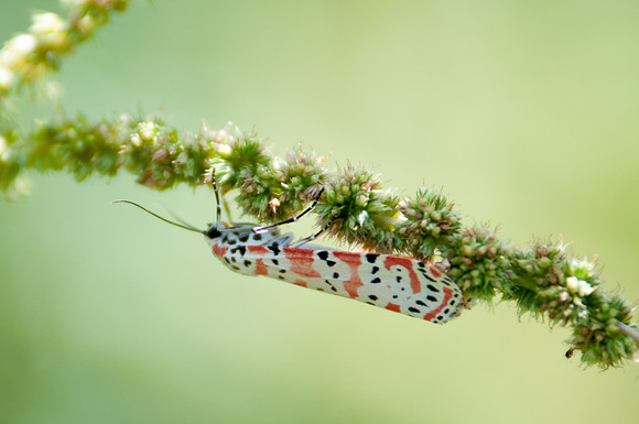 Utetheisa ornatrix