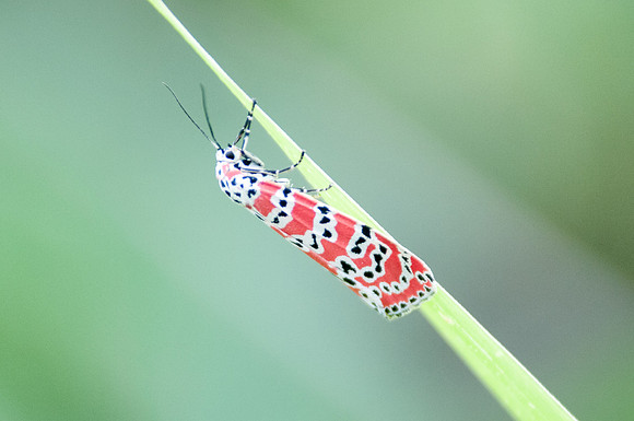 Utetheisa ornatrix