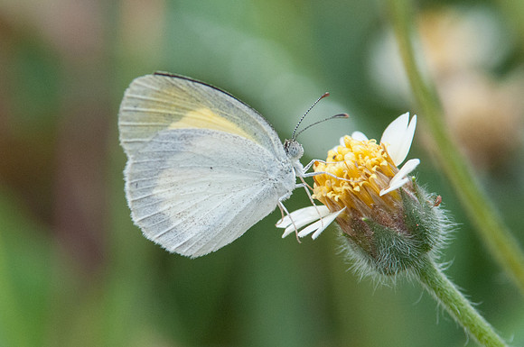 Eurema daira