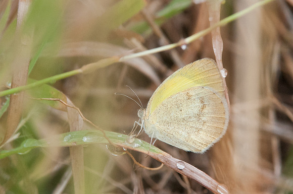 Eurema daira ?