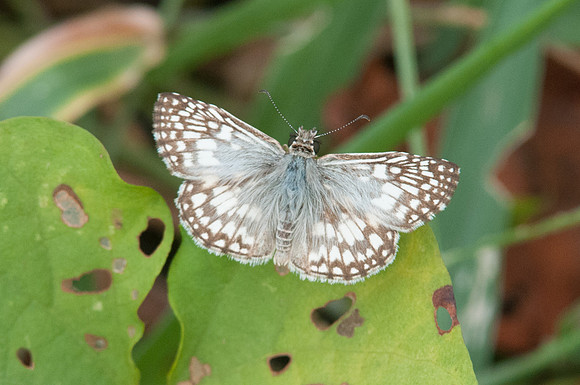 Pyrgus oileus