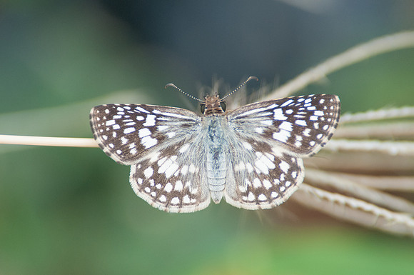 Pyrgus oileus avril 16