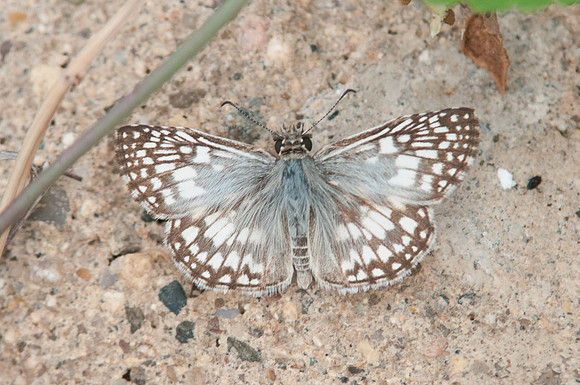Pyrgus oileus