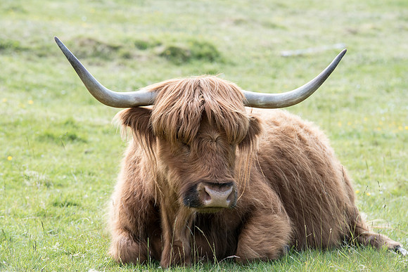 Highland cattle