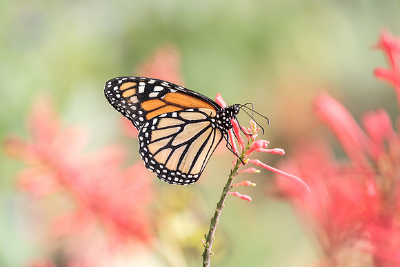 Danaus plexippus