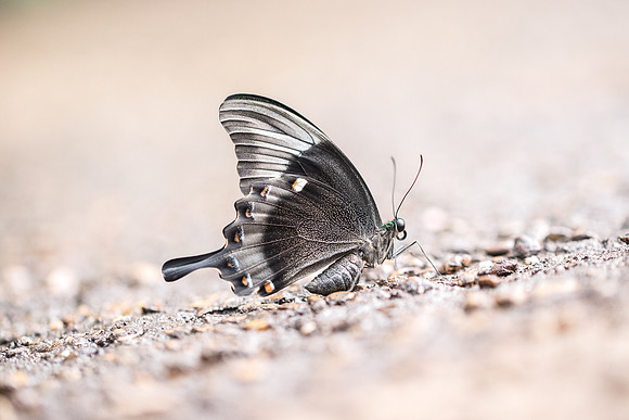 Papilio palinurus (Asie)