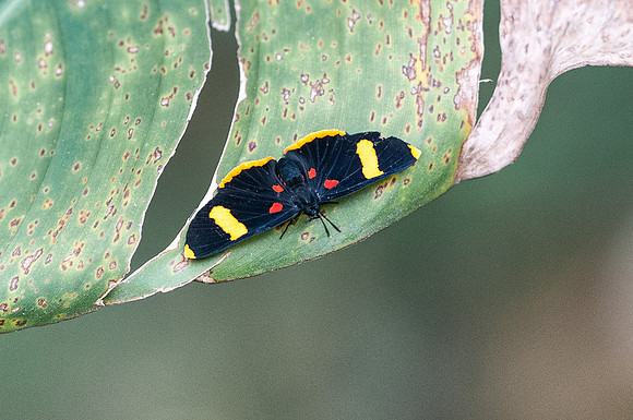 Melanis electron