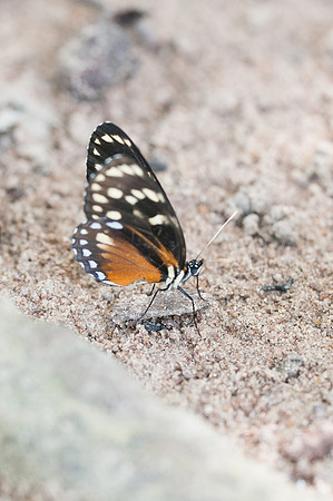 Eresia stricta