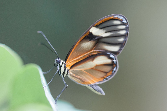 Pteronymia aletta