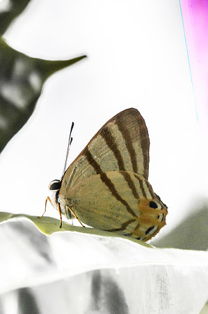 Euselasia corduena