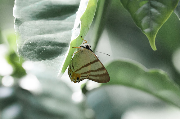 Euselasia corduena