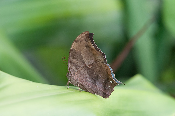 Menphis arginussa