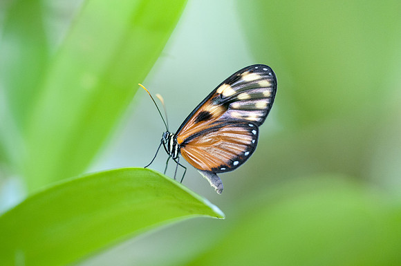 Pteronymia latilla nigricans 2015