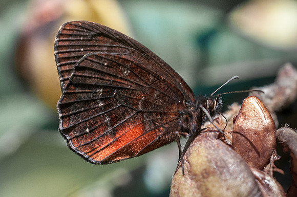 Pedaliodes manis