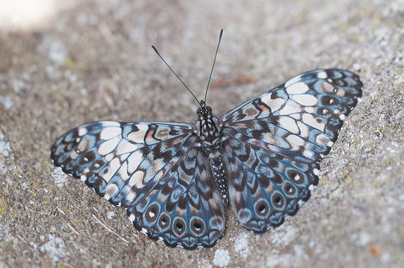 Hamadryas fornax