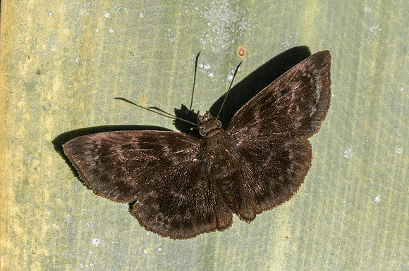 Ouleus fridericus