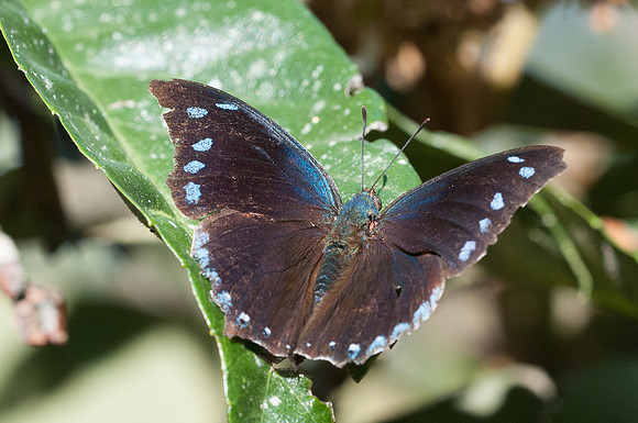 Menphis arginussa